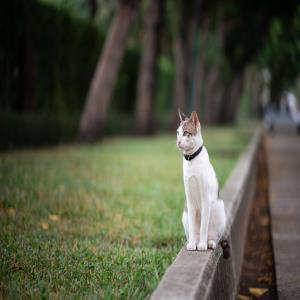 飞花落叶